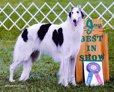 Top Conformation Borzoi 2003